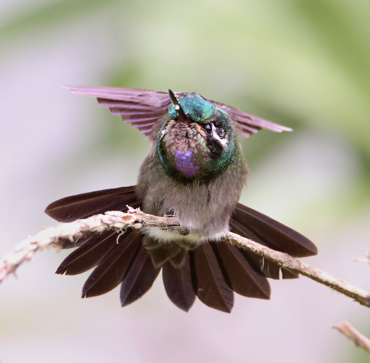 kolibřík fialovohrdlý - ML619803690