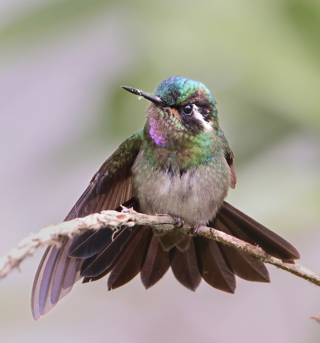 kolibřík fialovohrdlý - ML619803692