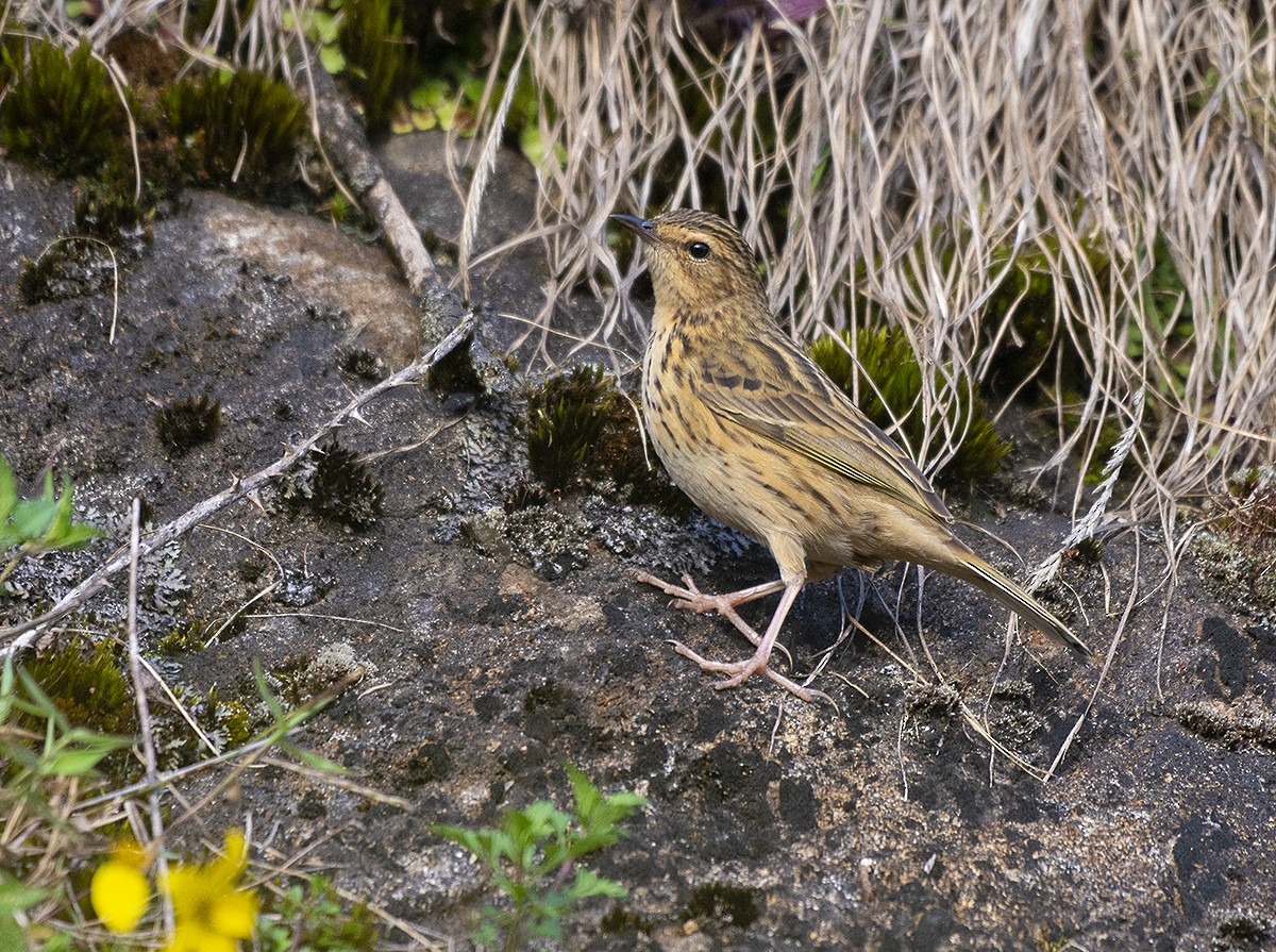 Nilgiri Pipit - ML619803700