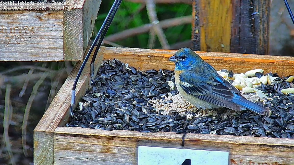 Lazuli Bunting - Barb Castell