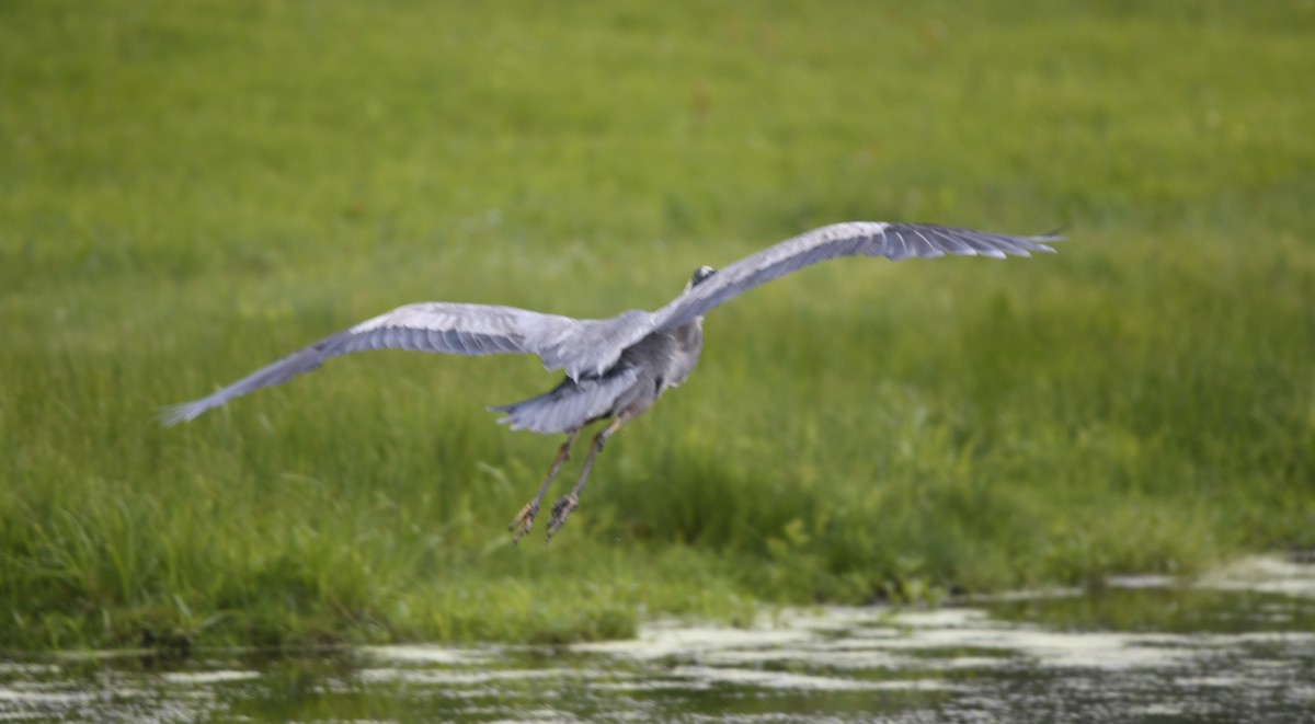 Great Blue Heron (Great Blue) - ML619803728