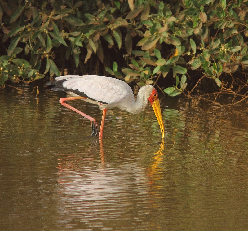 Yellow-billed Stork - ML619803734