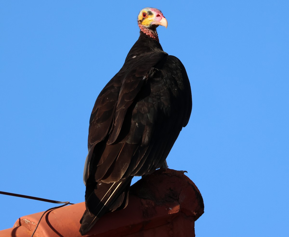 Lesser Yellow-headed Vulture - ML619803754