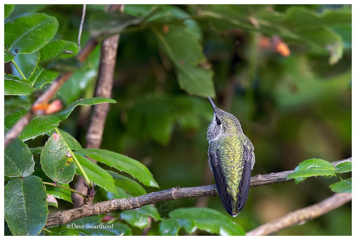 Anna's Hummingbird - ML619803759