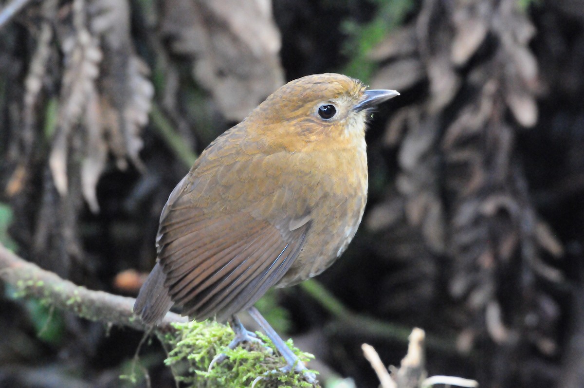 Brown-banded Antpitta - ML619803770