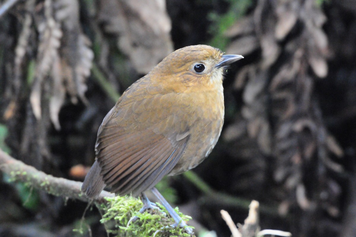 umbramaurpitta - ML619803770