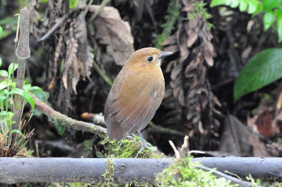 Brown-banded Antpitta - ML619803771