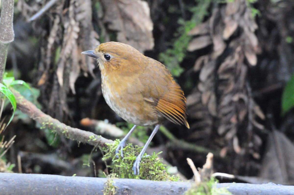 Brown-banded Antpitta - ML619803772