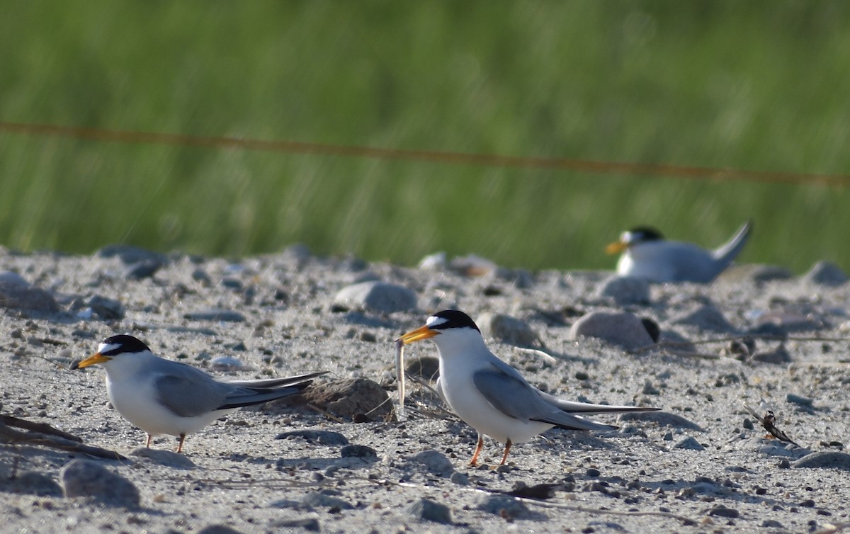 Least Tern - ML619803779