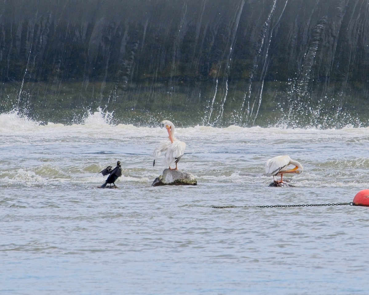 pelikán severoamerický - ML619803790
