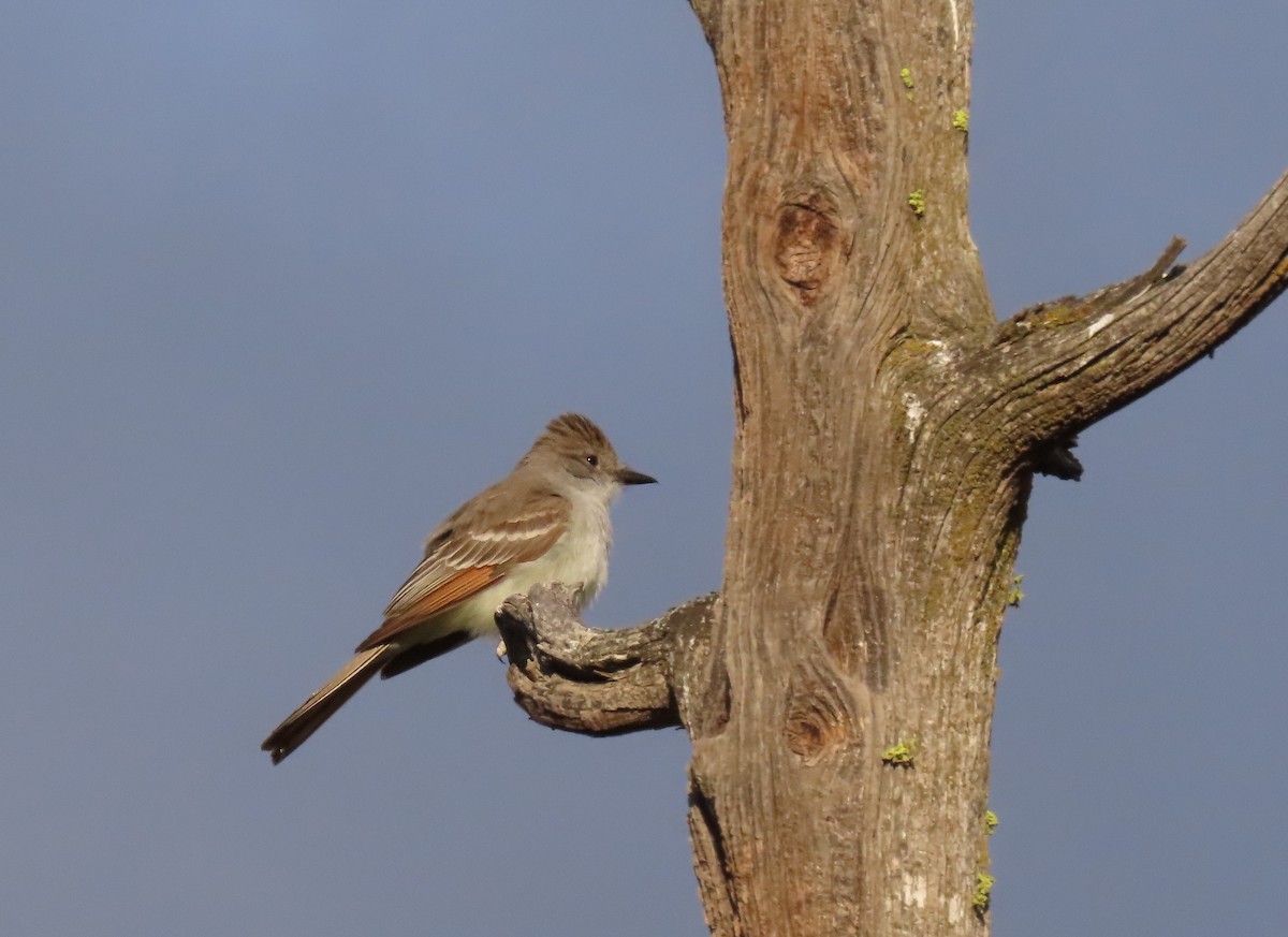 Ash-throated Flycatcher - ML619803795