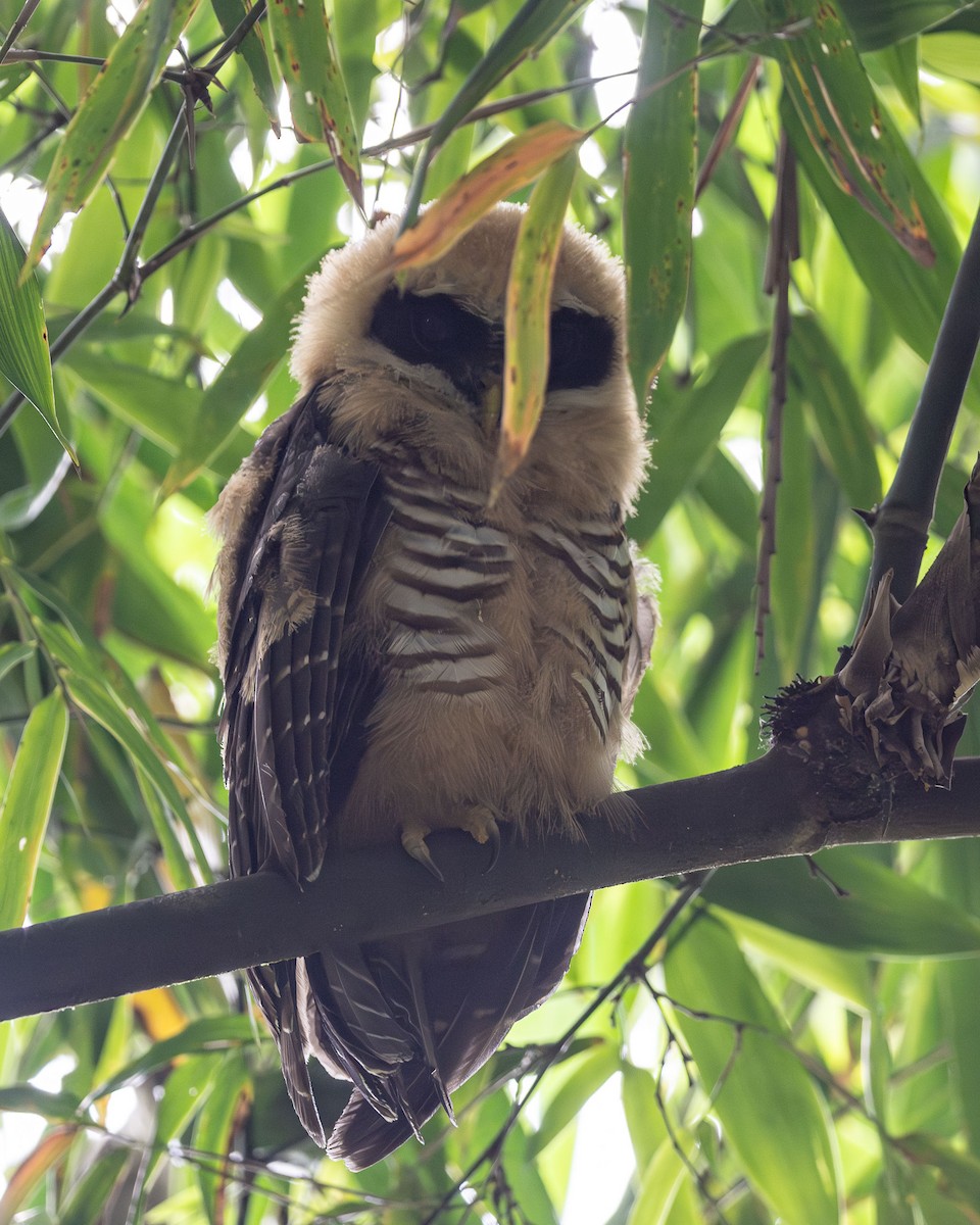 Band-bellied Owl - ML619803799