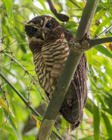 Band-bellied Owl - Pulsatrix melanota - Media Search