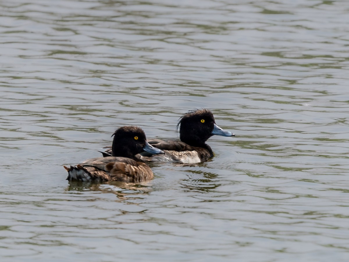 Tufted Duck - ML619803816