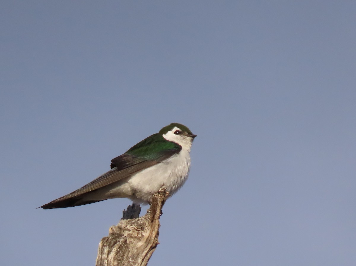 Violet-green Swallow - ML619803822
