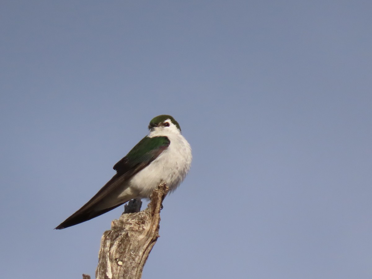 Violet-green Swallow - ML619803823