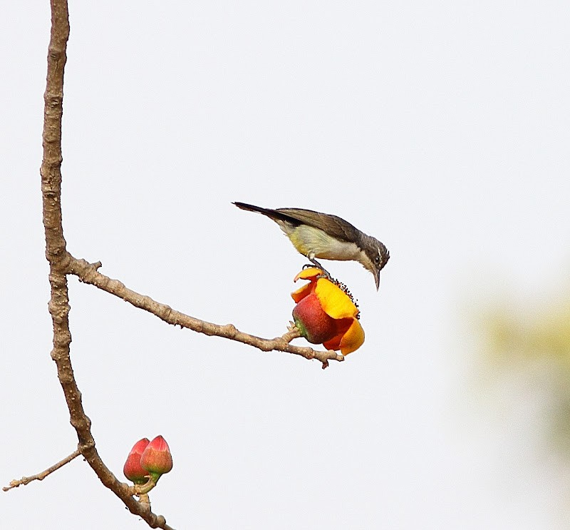 Western Violet-backed Sunbird - Andrew Collins
