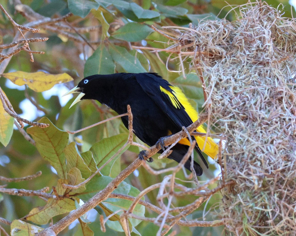 Yellow-rumped Cacique - ML619803834