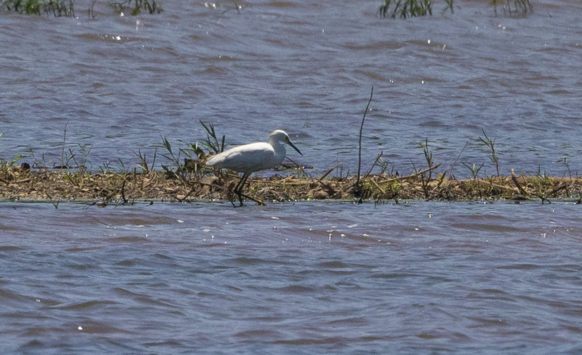 Snowy Egret - ML619803852