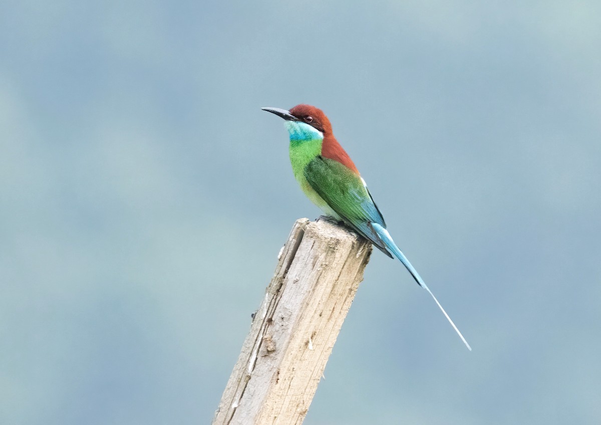 Blue-throated Bee-eater - ML619803856