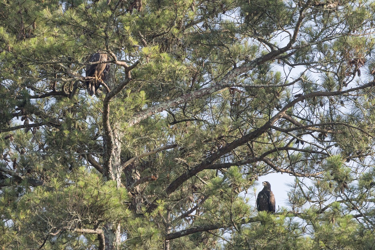 Bald Eagle - ML619803857