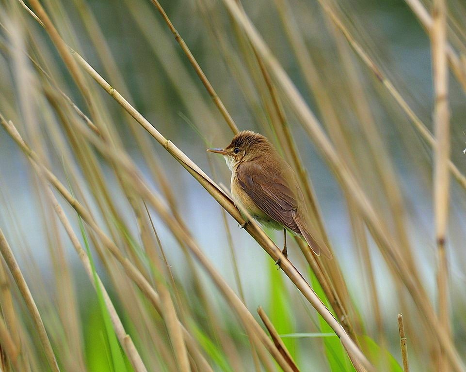 Common Reed Warbler - ML619803883