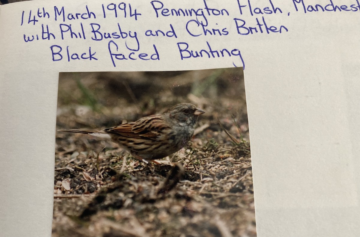 Black-faced Bunting - stephen  carter