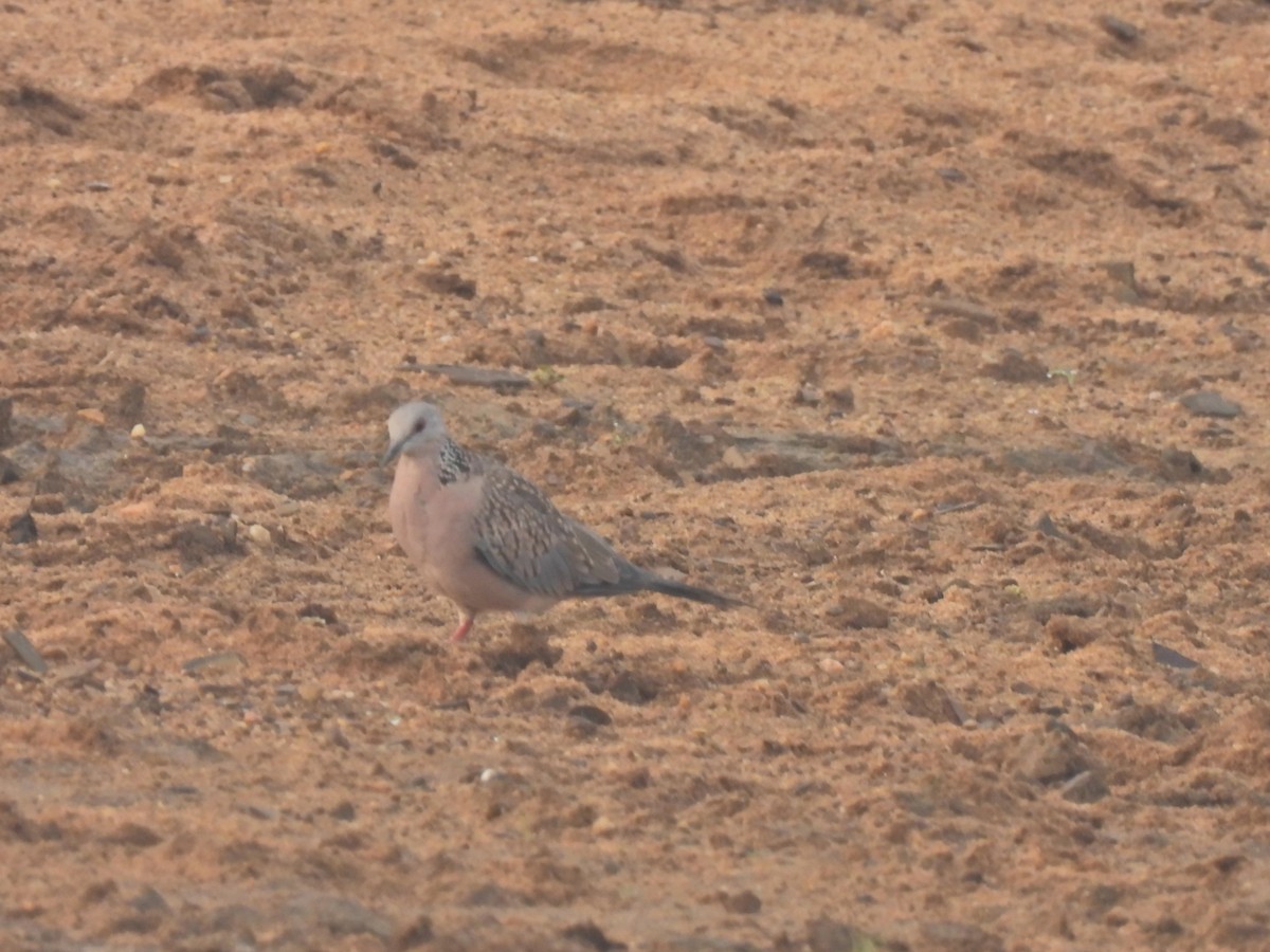 Spotted Dove - ML619803890