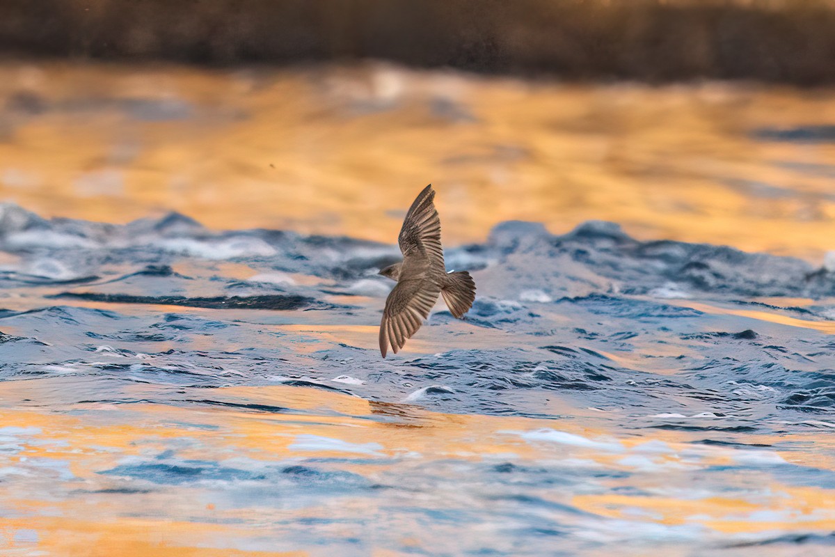 Northern Rough-winged Swallow - ML619803921
