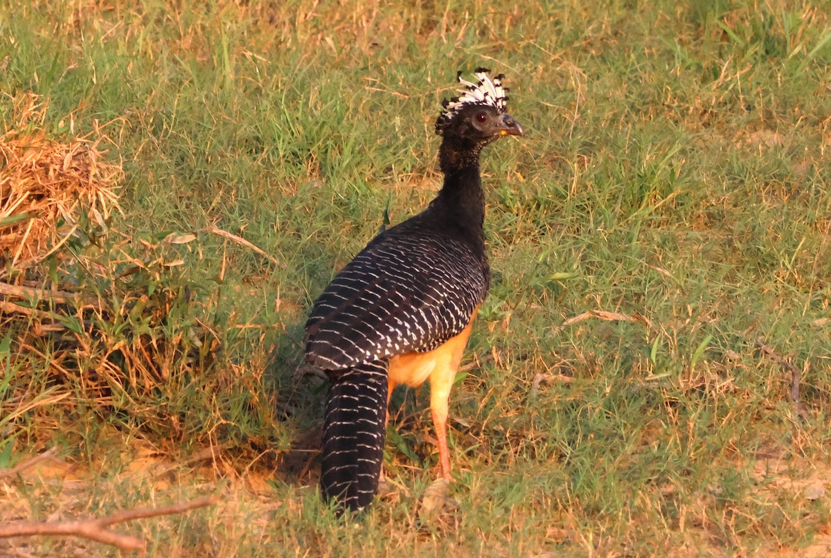 Bare-faced Curassow - ML619803928