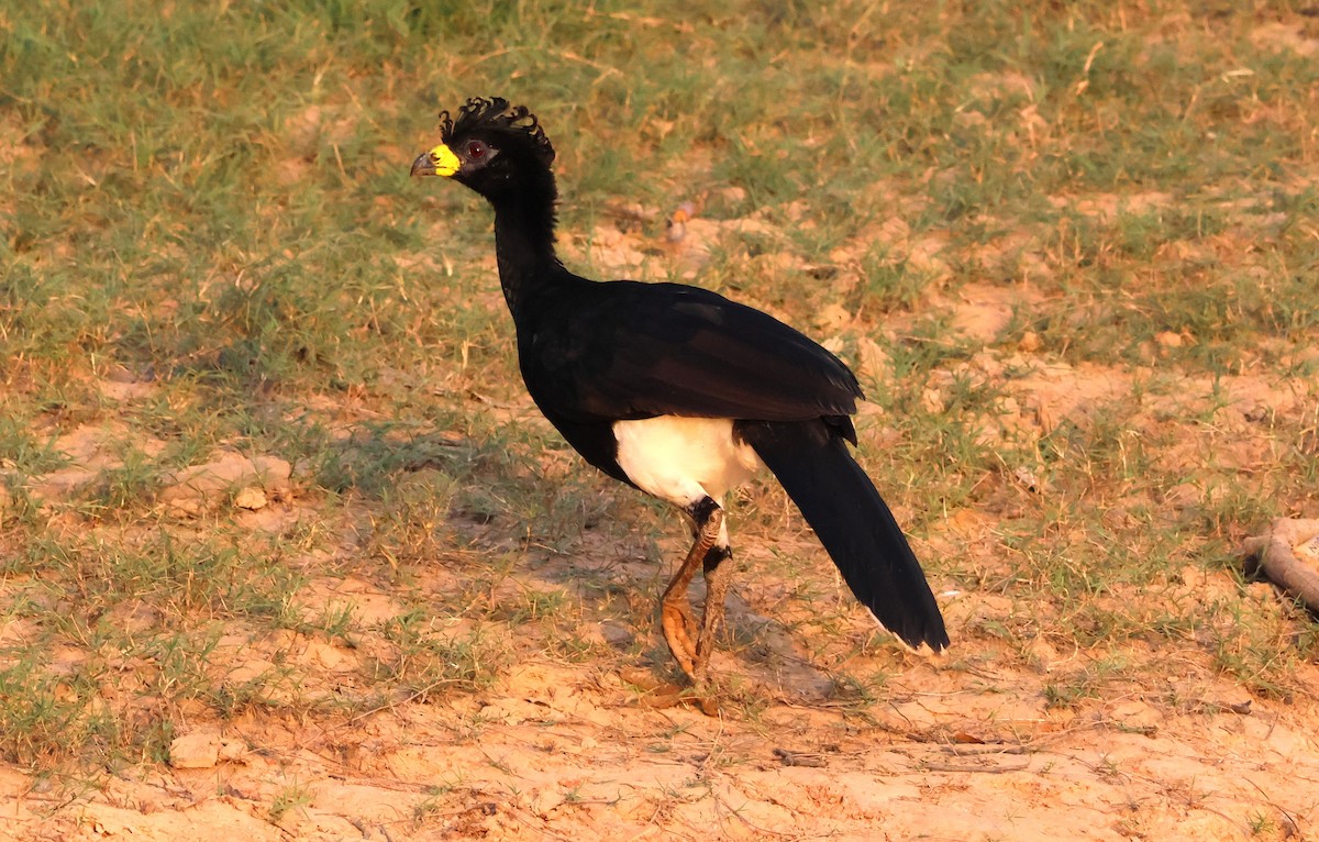 Bare-faced Curassow - ML619803929