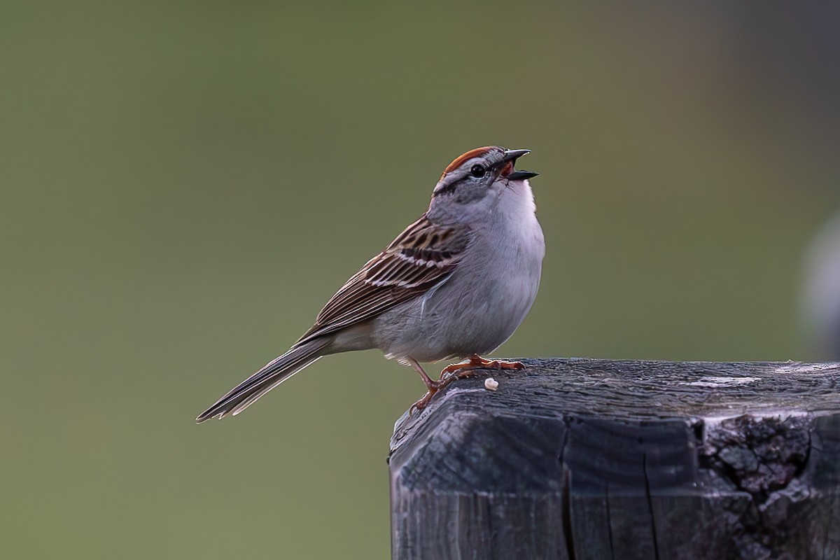 Chipping Sparrow - ML619803938