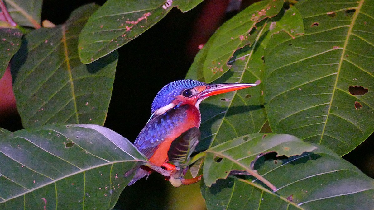 Blue-eared Kingfisher - ML619803972