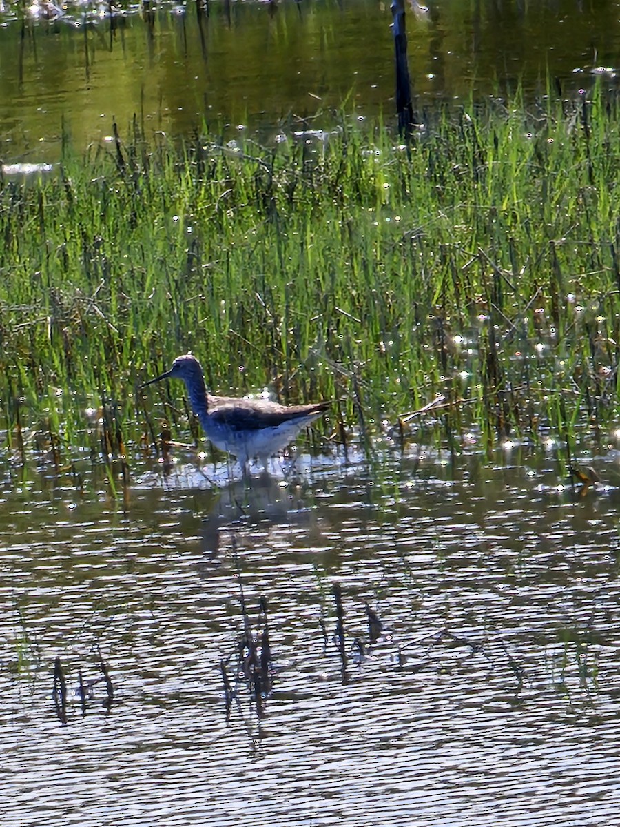 Greater Yellowlegs - ML619804004