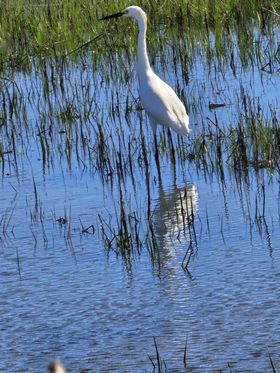 Snowy Egret - ML619804022