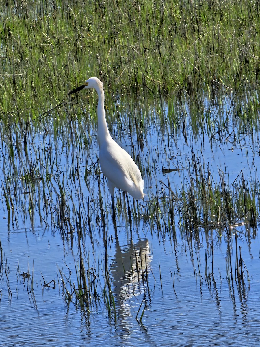 Snowy Egret - ML619804024