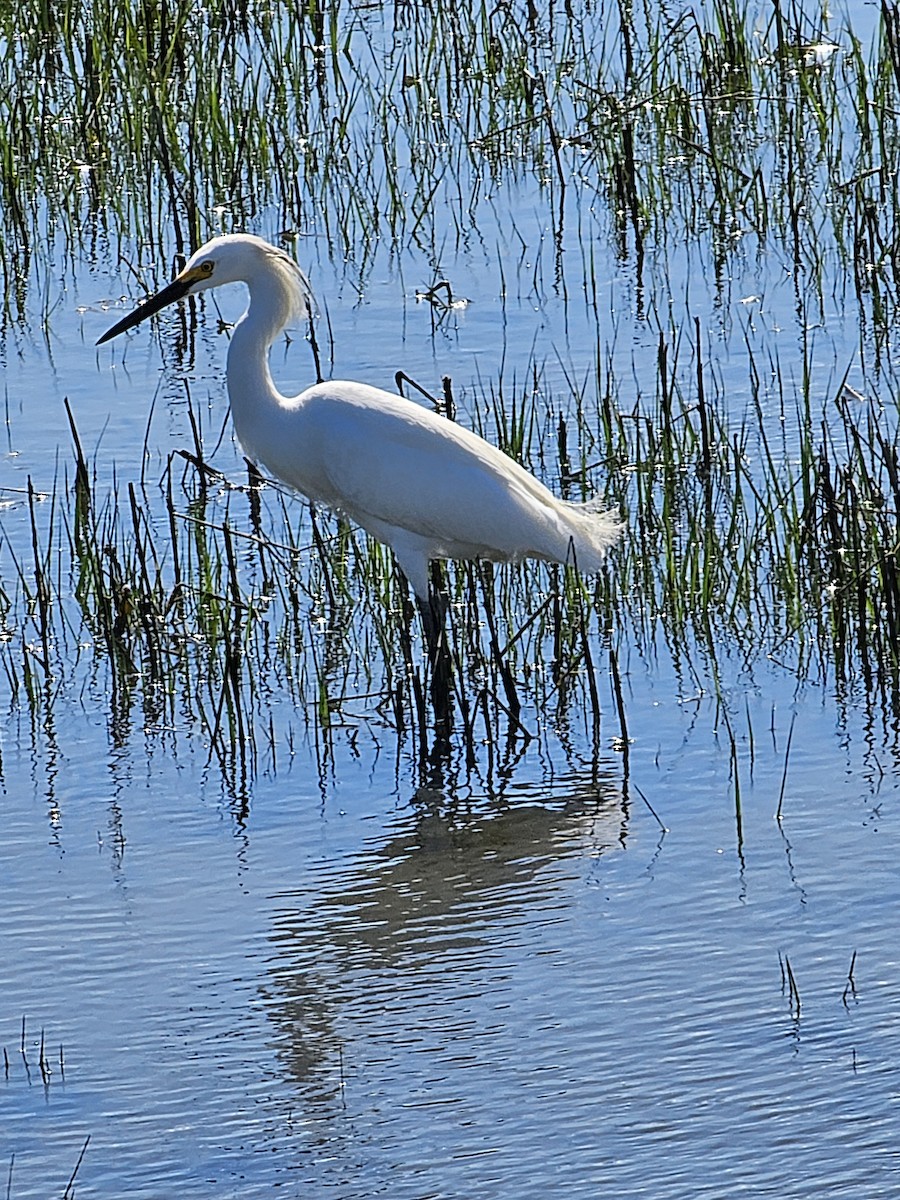 Snowy Egret - ML619804028