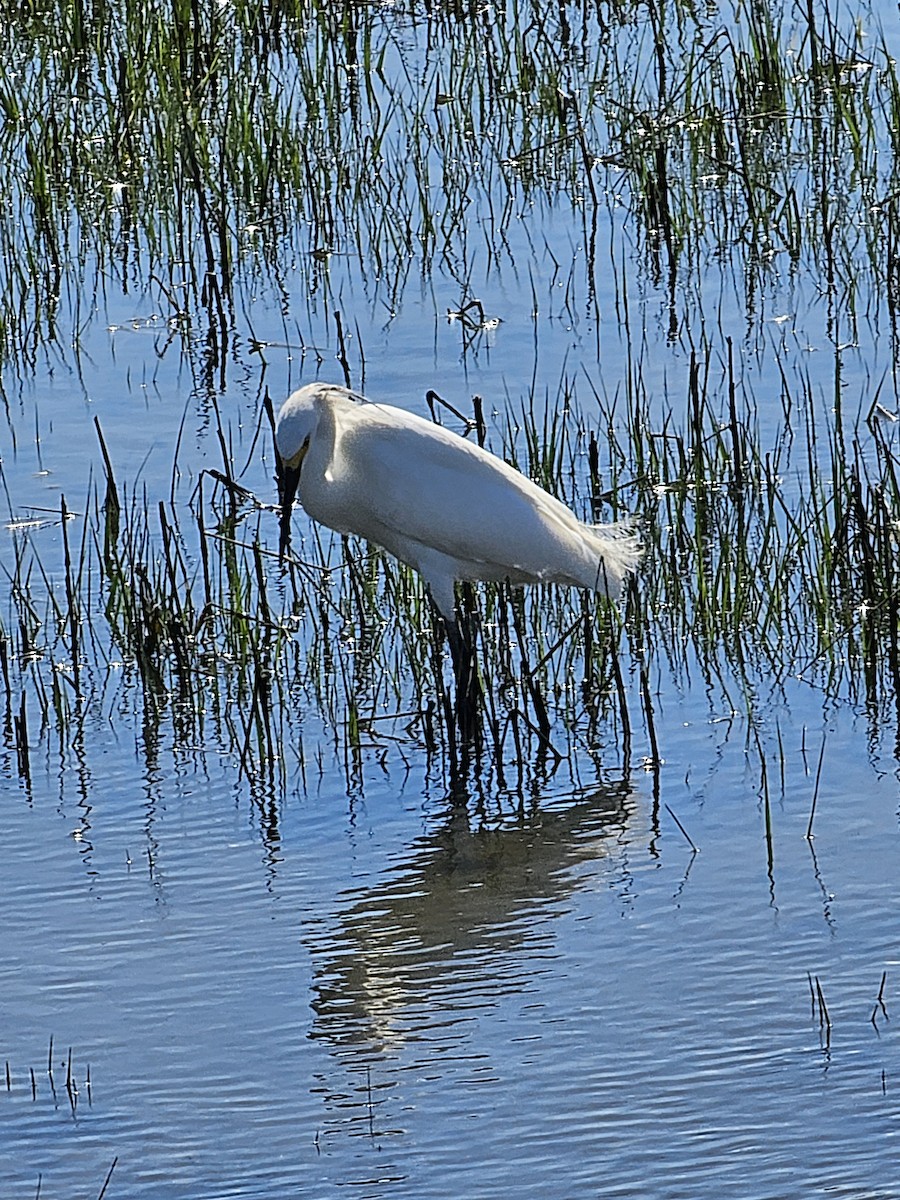 Snowy Egret - ML619804029