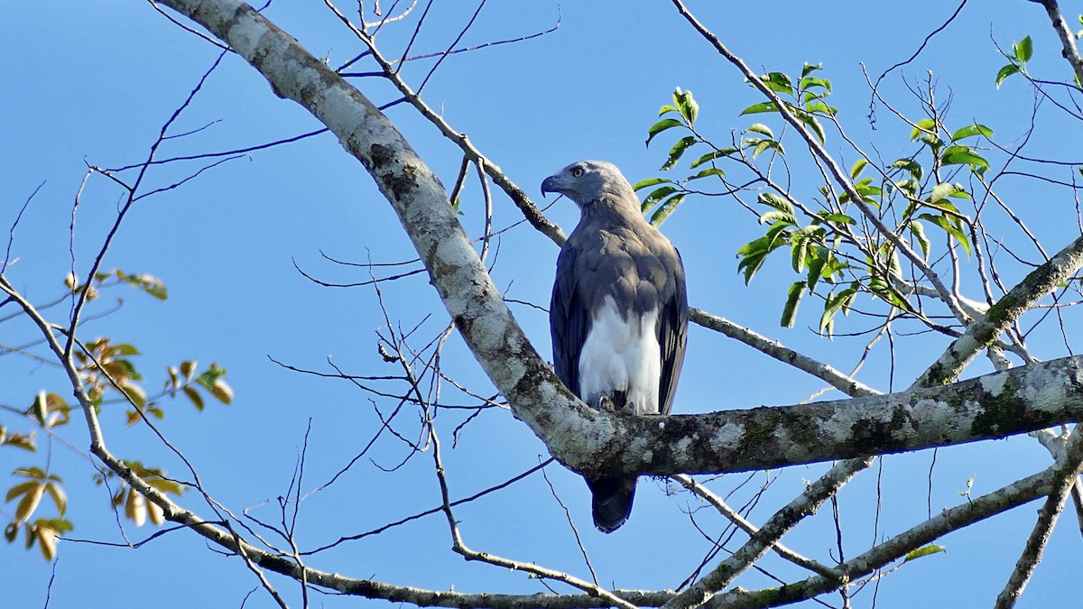 Lesser Fish-Eagle - ML619804047