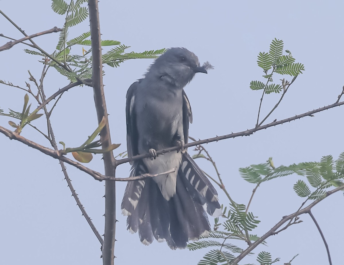 Gray-bellied Cuckoo - ML619804053