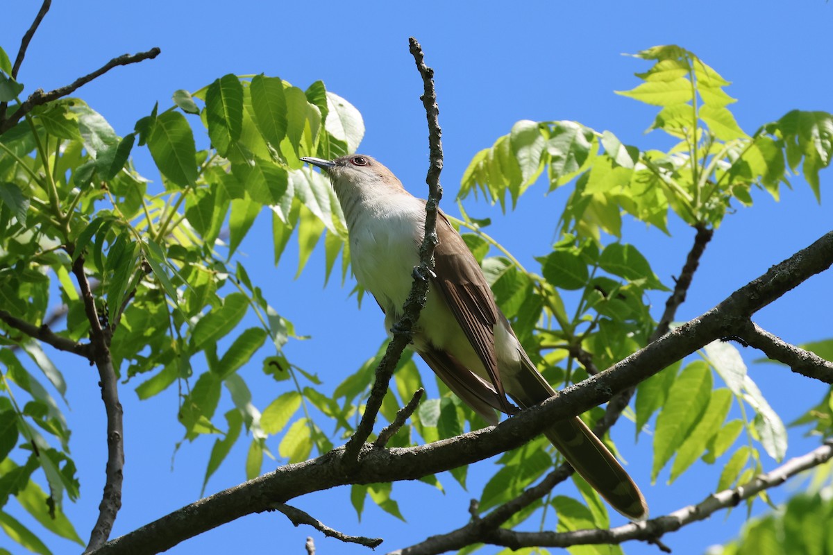 kukačka černozobá - ML619804059