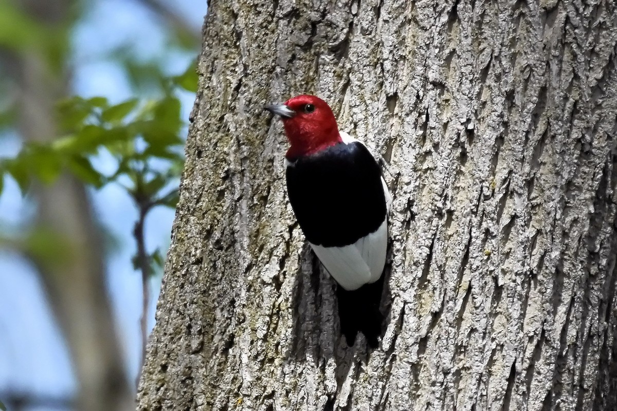 Red-headed Woodpecker - ML619804060