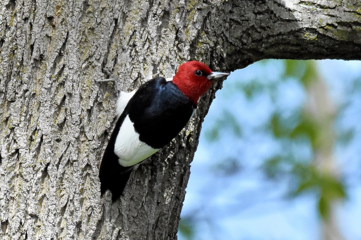 Red-headed Woodpecker - ML619804061