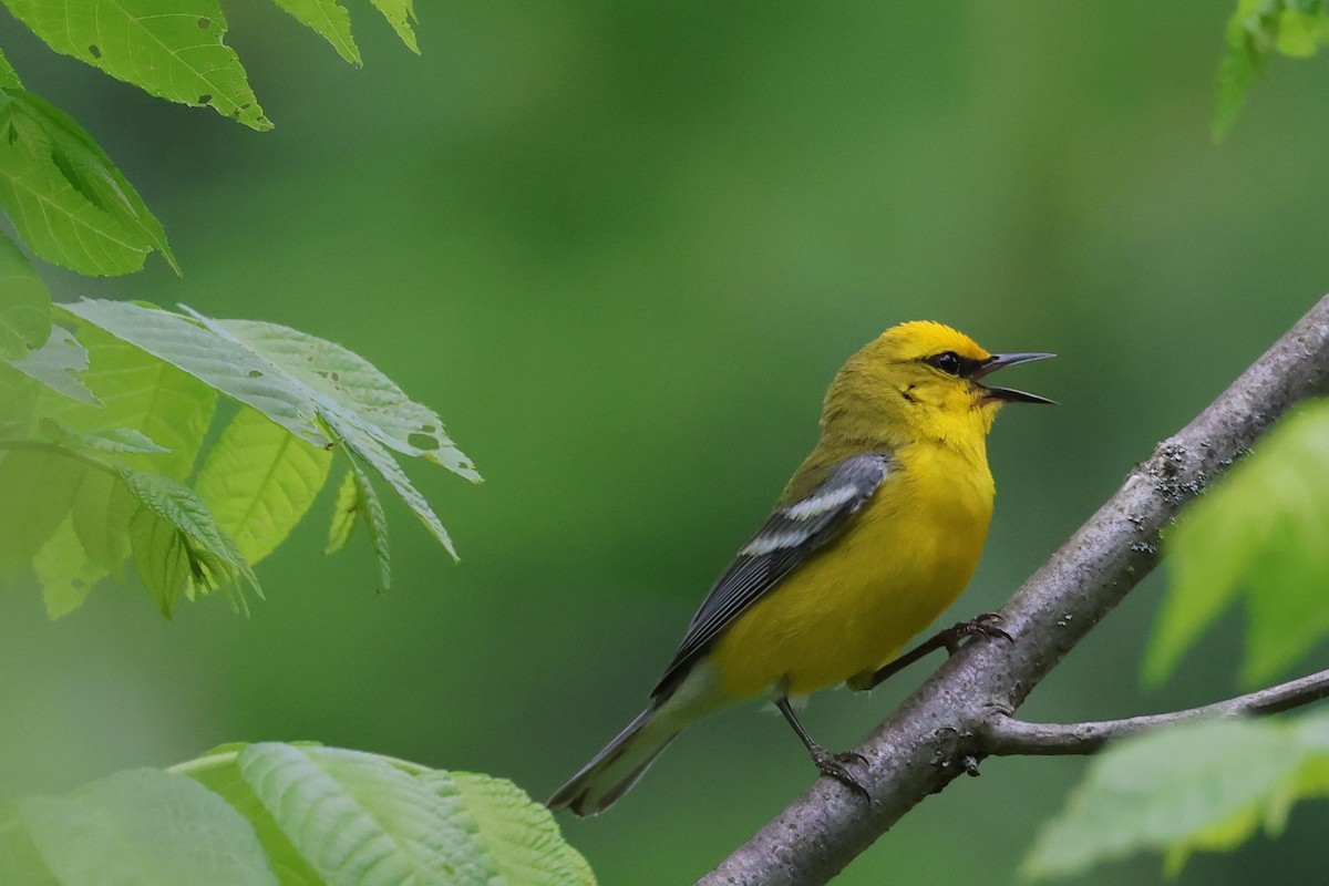 lesňáček modrokřídlý - ML619804066