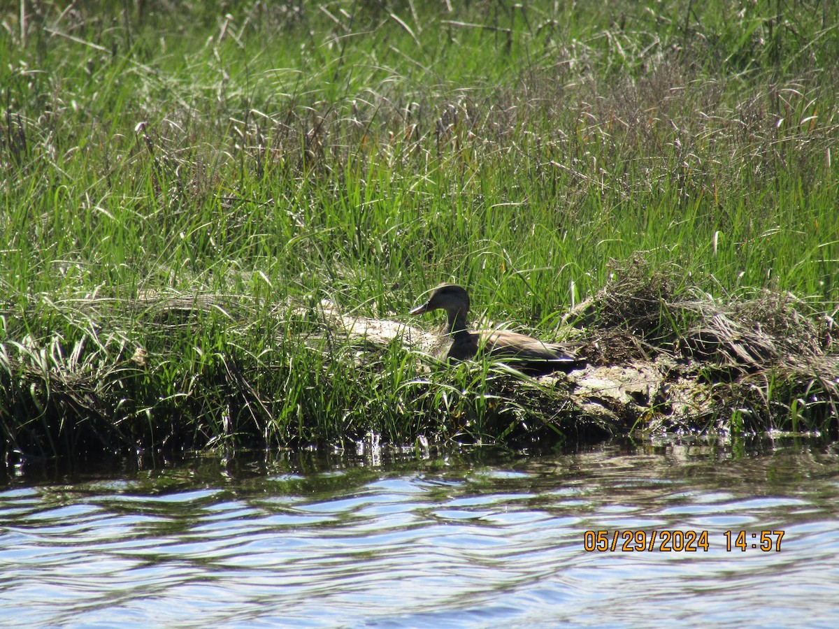 Gadwall - ML619804076