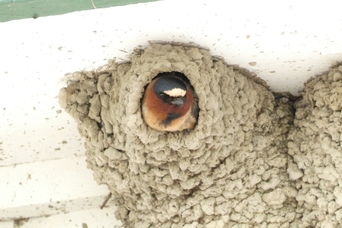 Cliff Swallow - ML619804086