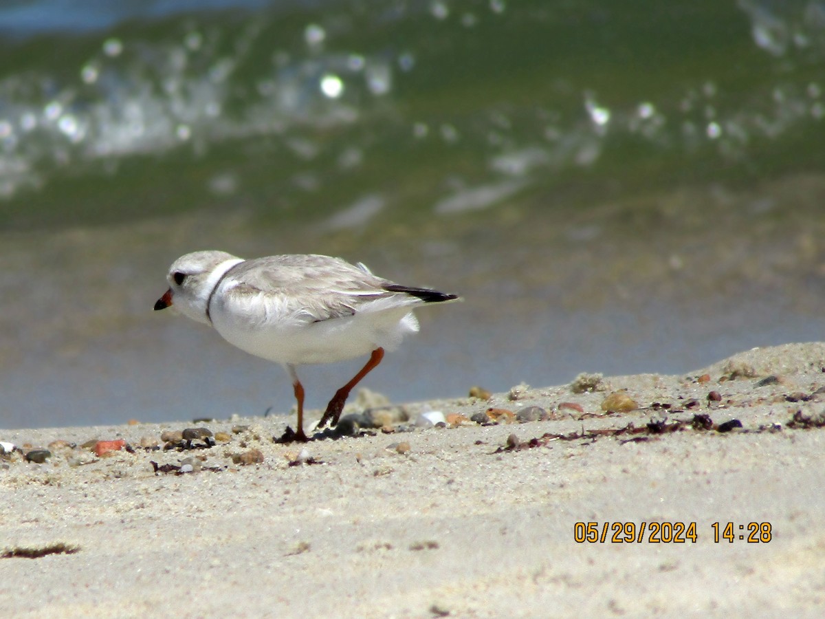 Piping Plover - ML619804087