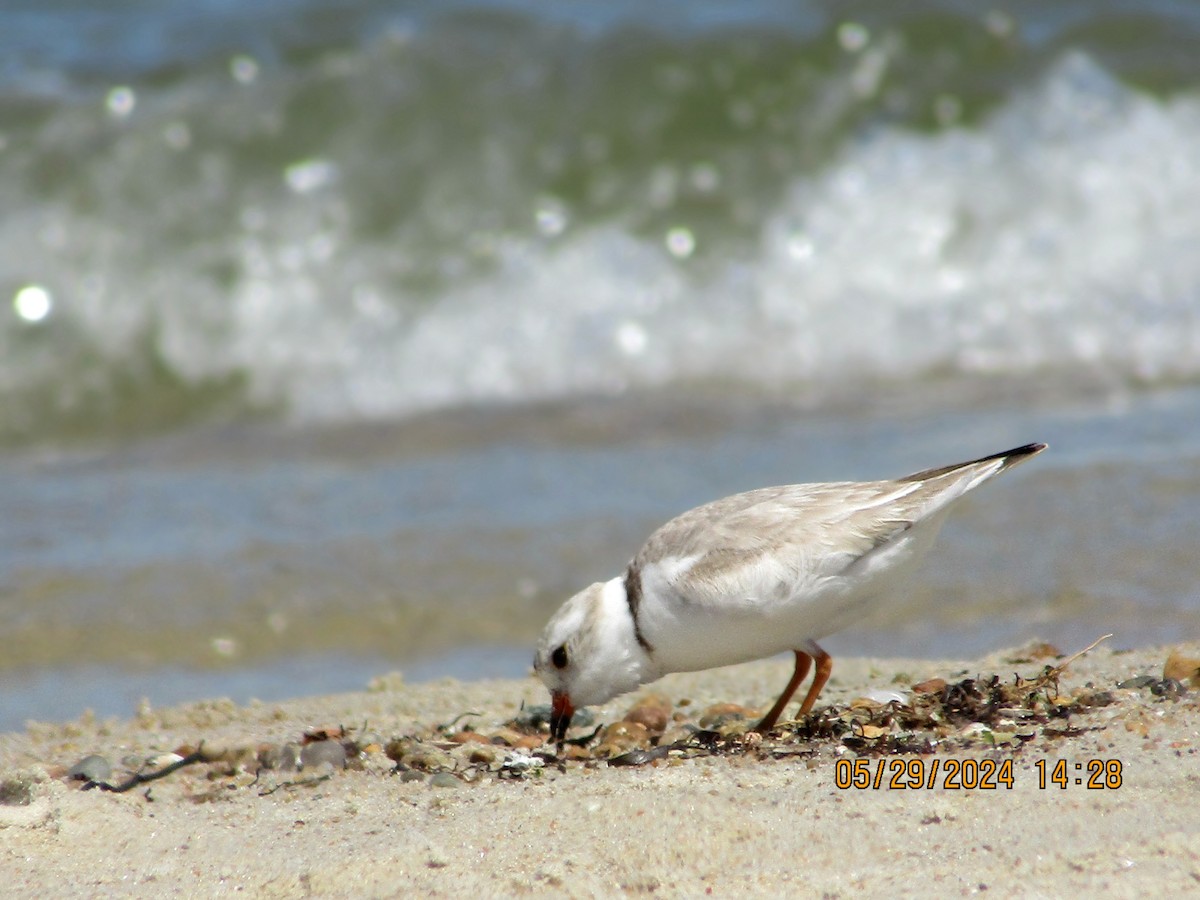 Piping Plover - ML619804088