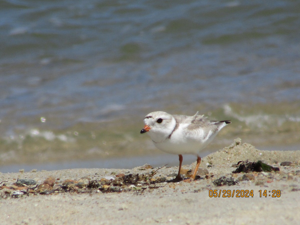 Piping Plover - ML619804089