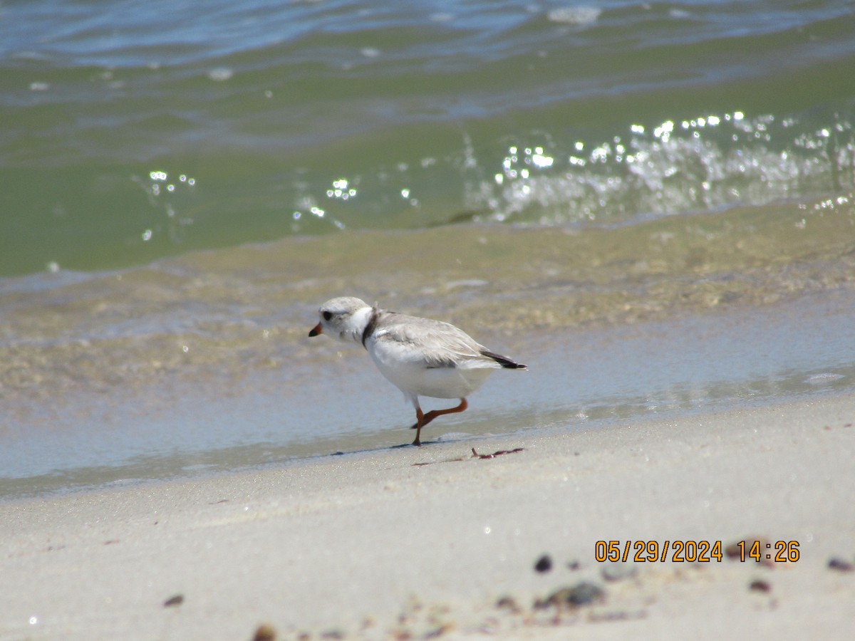 Piping Plover - ML619804091